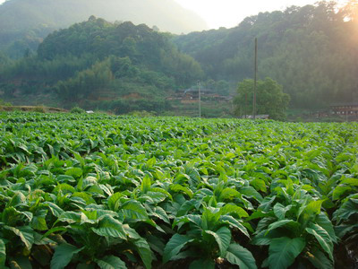 湖南长沙烟草行业实行精益生产取得的成就
